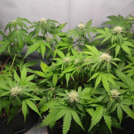 Grape Ape | LSD | Topical Mintz OG