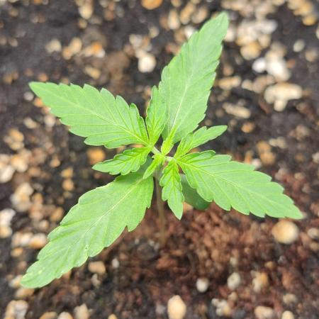 Grape Ape | LSD | Topical Mintz OG