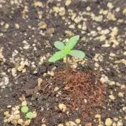 Grape Ape | LSD | Topical Mintz OG