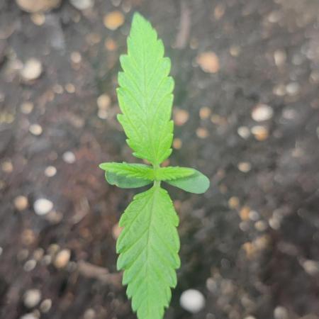 AK-420 | Diesel | Blueberry