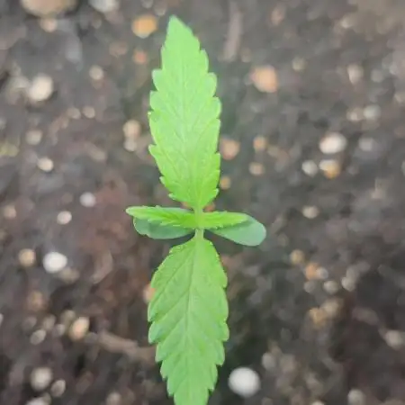 AK-420 | Diesel | Blueberry