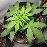 Grape Ape | LSD | Topical Mintz OG