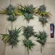 Sticky Broccoli | Pineapple Ex | Lemon W