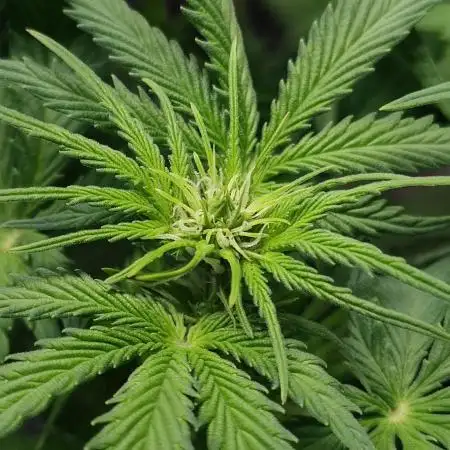 AK-420 | Diesel | Blueberry