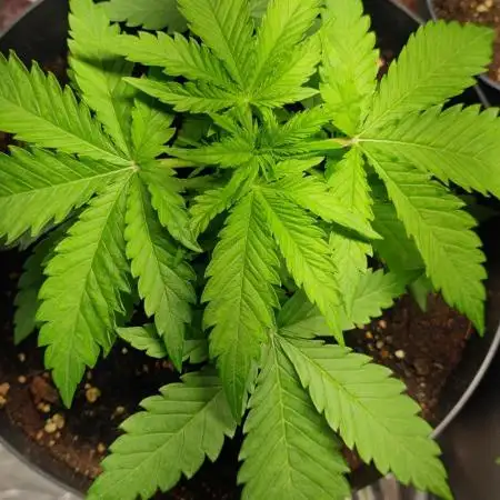 AK-420 | Diesel | Blueberry