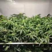 Sticky Broccoli | Pineapple Ex | Lemon W