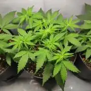 Grape Ape | LSD | Topical Mintz OG