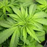 AK-420 | Diesel | Blueberry