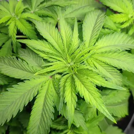 AK-420 | Diesel | Blueberry
