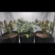 Grape Ape | LSD | Topical Mintz OG