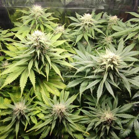 AK-420 | Diesel | Blueberry