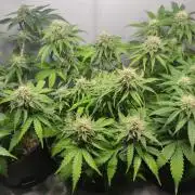 Grape Ape | LSD | Topical Mintz OG