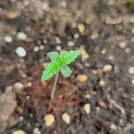 AK-420 | Diesel | Blueberry