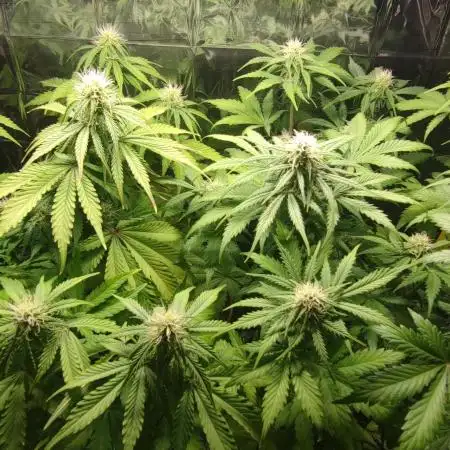 AK-420 | Diesel | Blueberry