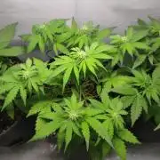 Grape Ape | LSD | Topical Mintz OG