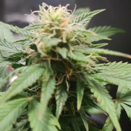 AK-420 | Diesel | Blueberry