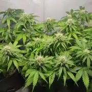 Grape Ape | LSD | Topical Mintz OG