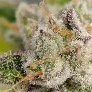 Grape Ape | LSD | Topical Mintz OG