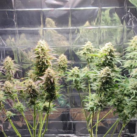 AK-420 | Diesel | Blueberry