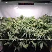 Sticky Broccoli | Pineapple Ex | Lemon W