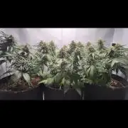 Grape Ape | LSD | Topical Mintz OG
