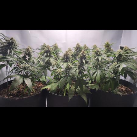 Grape Ape | LSD | Topical Mintz OG