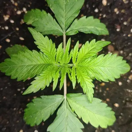 AK-420 | Diesel | Blueberry