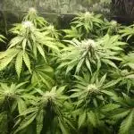 AK-420 | Diesel | Blueberry