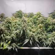 Sticky Broccoli | Pineapple Ex | Lemon W