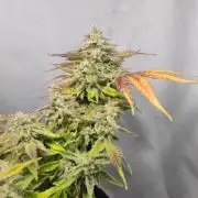 Grape Ape | LSD | Tropical Mintz OG