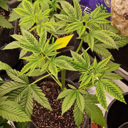 Mango sherbert by HSC