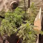 Bruce Banner Automatic