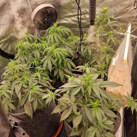 Bruce Banner Automatic