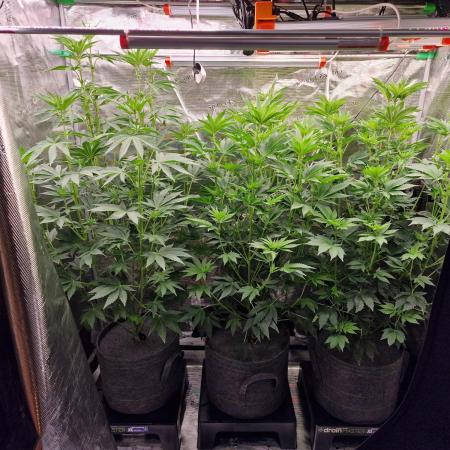 Blueberry Cupcake first Photoperiodics