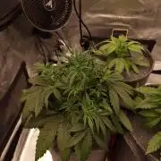 Amnesia Skittelz Fast Buds