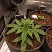 Amnesia Skittelz Fast Buds