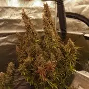 Bruce Banner Automatic