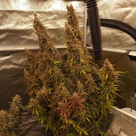 Bruce Banner Automatic