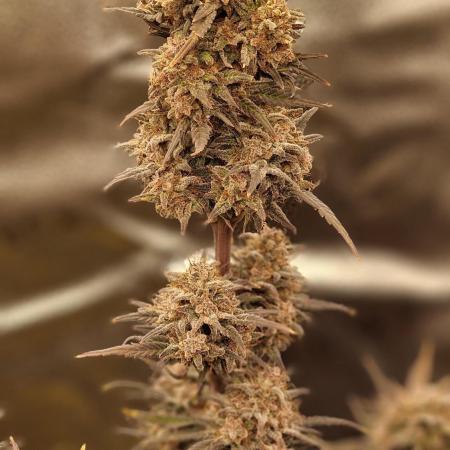 Banana Purple Punch Automatic