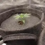 Gorilla Punch Automatic #2
