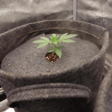 Gorilla Punch Automatic #2
