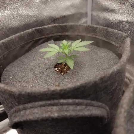 Gorilla Punch Automatic #2