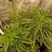 Mango sherbert by HSC