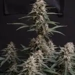 Gorilla Punch Automatic #2