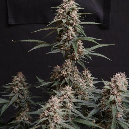 Gorilla Punch Automatic #2