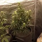 Amnesia Skittelz Fast Buds