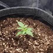 Apricot Automatic from 420 Fast Buds