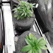 Chicken n’ Wafflez by Humboldt (HSC)