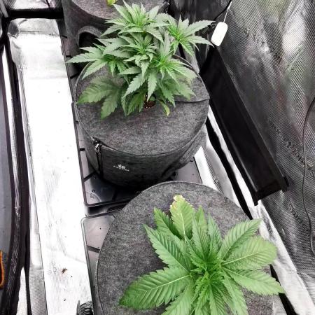 Chicken n’ Wafflez by Humboldt (HSC)