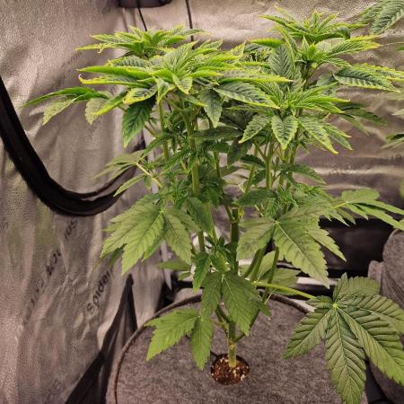 Chicken n’ Wafflez by Humboldt (HSC) #2